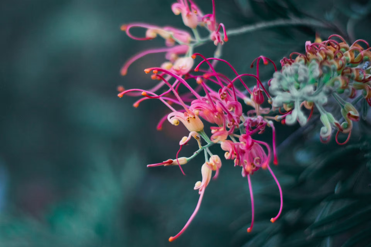 Close-up of a vibrant pink and orange Grevillea flower with delicate, curling petals against a blurred green background.